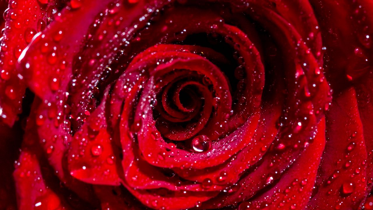 Обои роза, бутон, капли, красный, цветок, влажный