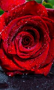 Превью обои роза, бутон, капли, красный, цветок, влажный