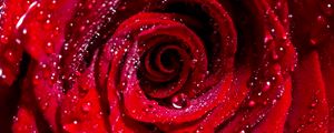 Превью обои роза, бутон, капли, красный, цветок, влажный