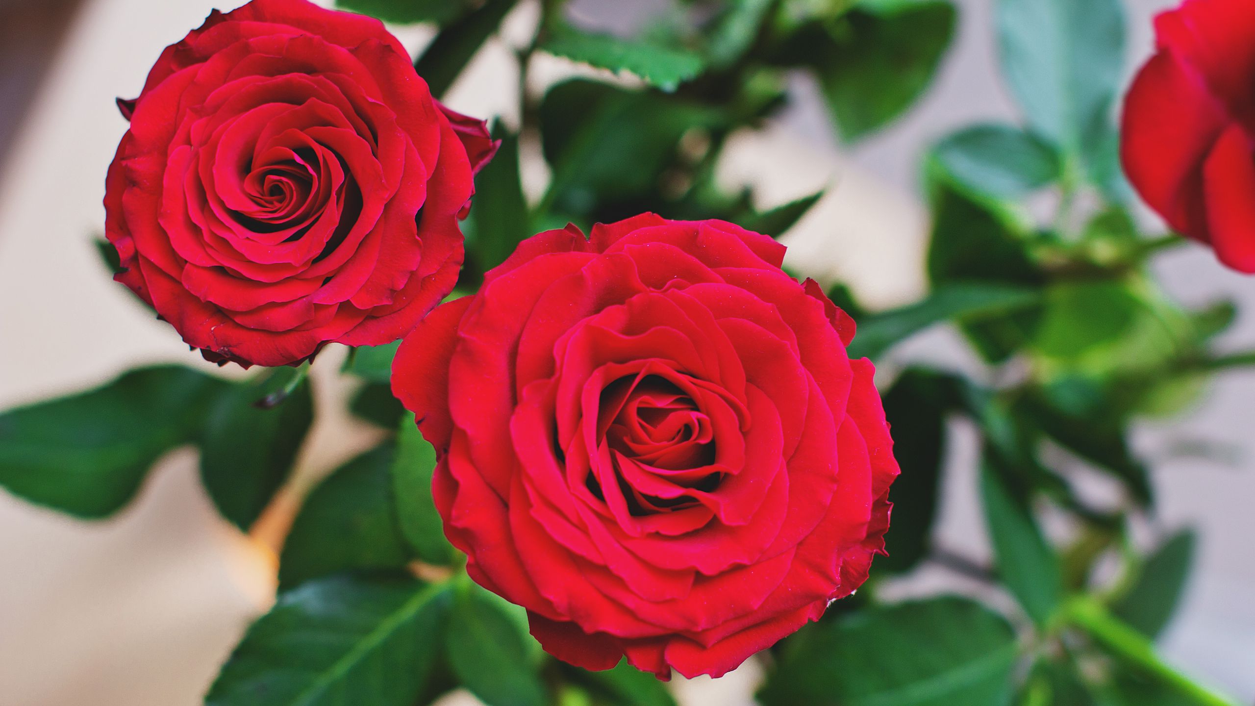 Красные бутоны 15 дата выхода. Самые красивые красные розы. Розы обои на рабочий стол в высоком качестве. Красные розы обои.