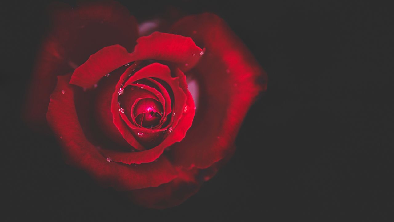Обои роза, бутон, красный, капли, крупным планом