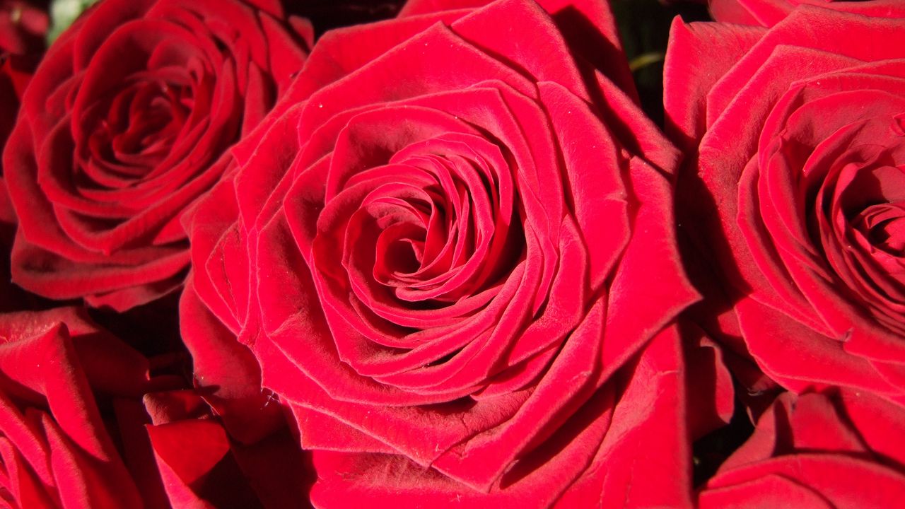 Обои роза, бутон, красный, лепестки, крупным планом