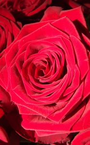 Превью обои роза, бутон, красный, лепестки, крупным планом