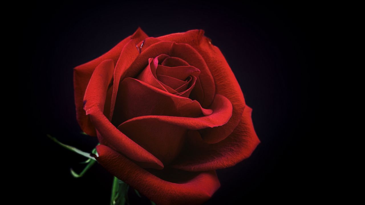Обои роза, бутон, красный, лепестки, черный фон