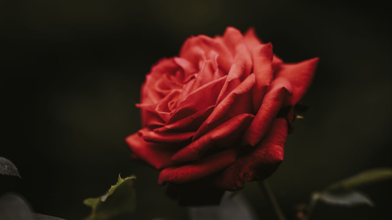 Обои роза, бутон, красный, цветок, размытость