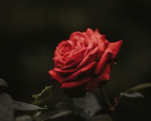 Превью обои роза, бутон, красный, цветок, размытость