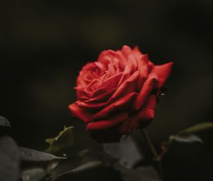 Превью обои роза, бутон, красный, цветок, размытость