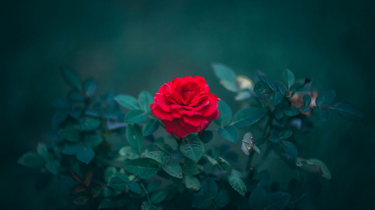 Обои роза, бутон, красный, куст, размытость, листья