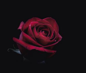 Превью обои роза, бутон, красный, темный, крупным планом