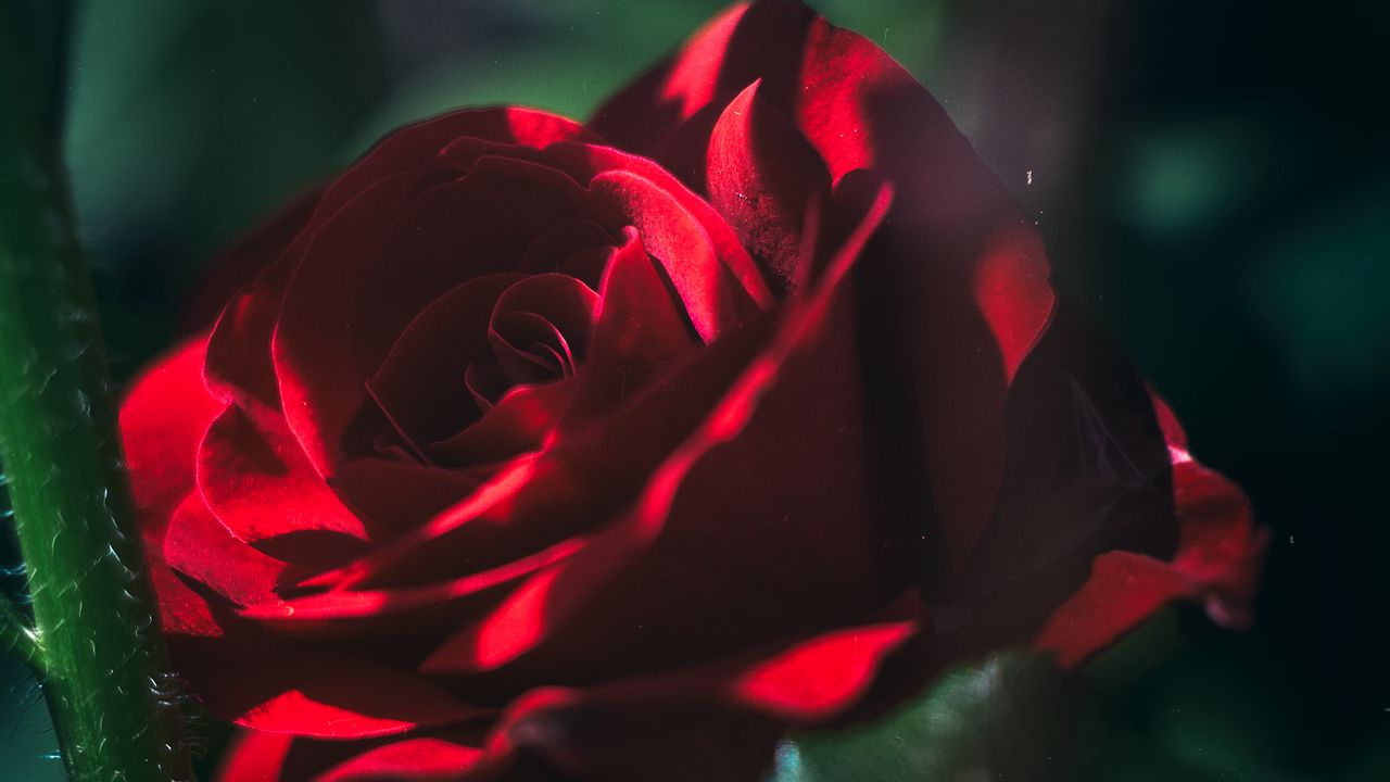 Обои роза, бутон, красный, размытость, садовый, цветение
