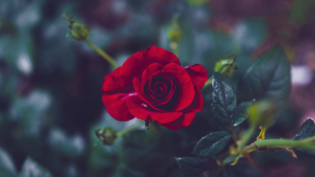 Обои роза, бутон, красный, лепестки, размытость, сад