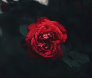 Превью обои роза, бутон, красный, темный, размытость, садовый