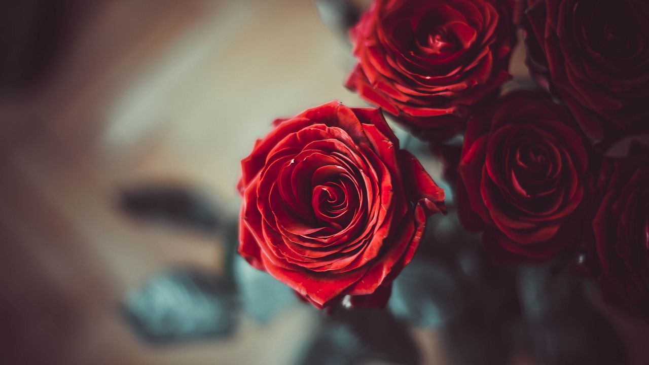 Обои роза, бутон, красный, цветок, лепестки, размытость