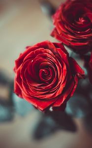 Превью обои роза, бутон, красный, цветок, лепестки, размытость