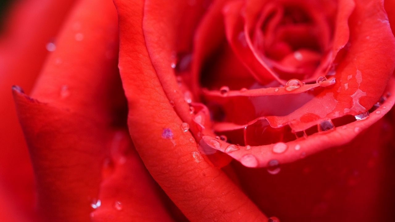 Обои роза, бутон, красный, влага, роса, капли