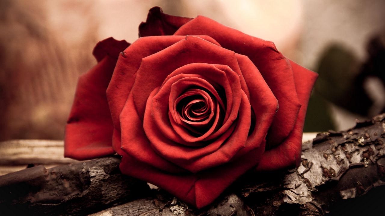 Обои роза, бутон, красный, лепестки, макро