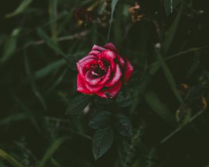 Превью обои роза, бутон, куст, лепестки