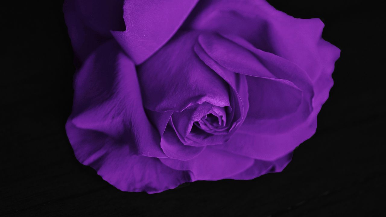 Обои роза, бутон, лепестки, фиолетовый