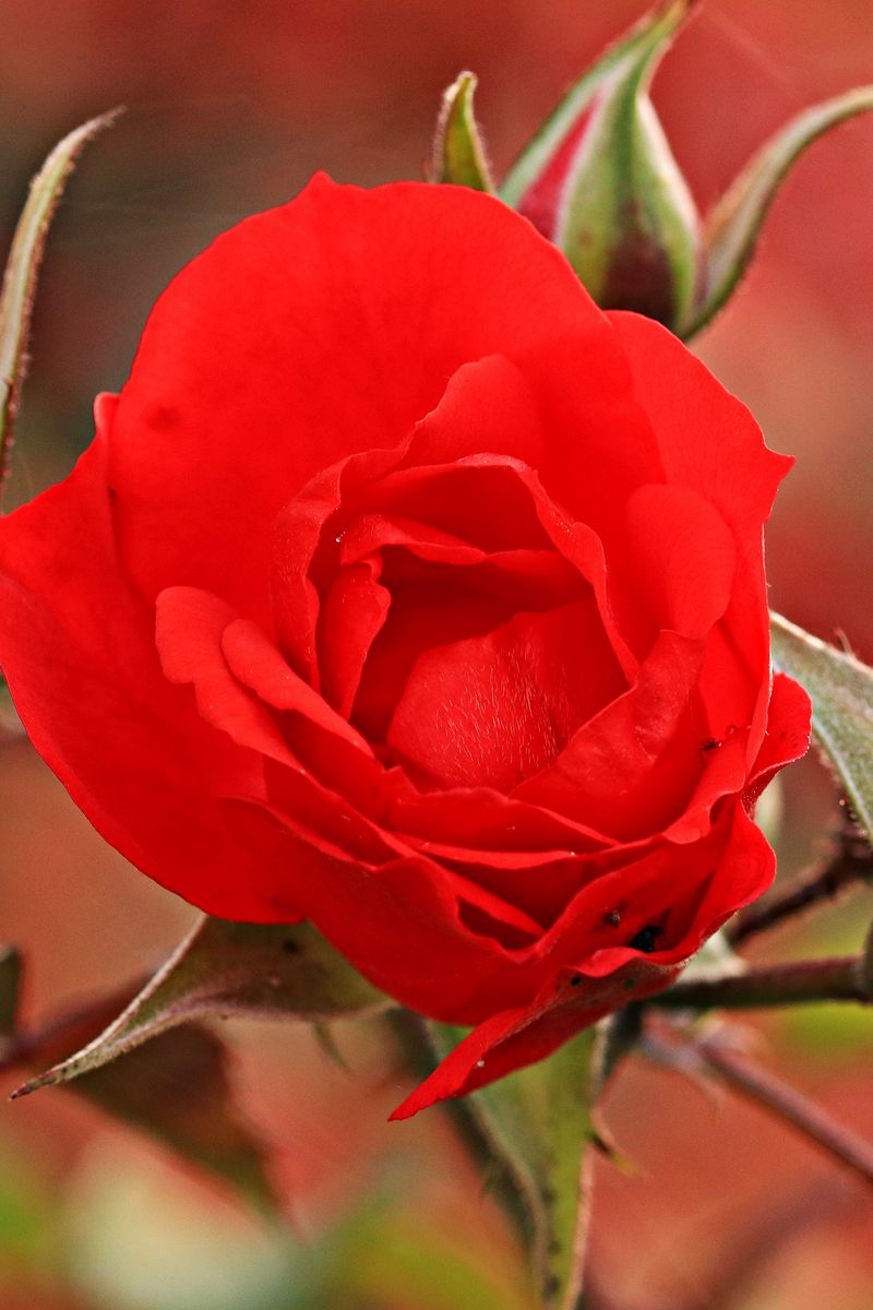 Роза Парковая бутон де роз
