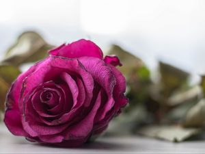 Превью обои роза, бутон, лепестки, крупным планом