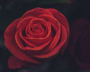 Превью обои роза, бутон, лепестки, красный