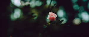 Превью обои роза, бутон, лепестки, розовый