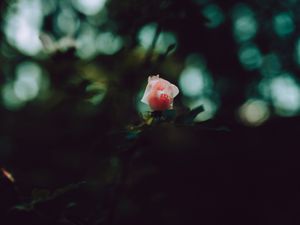 Превью обои роза, бутон, лепестки, розовый