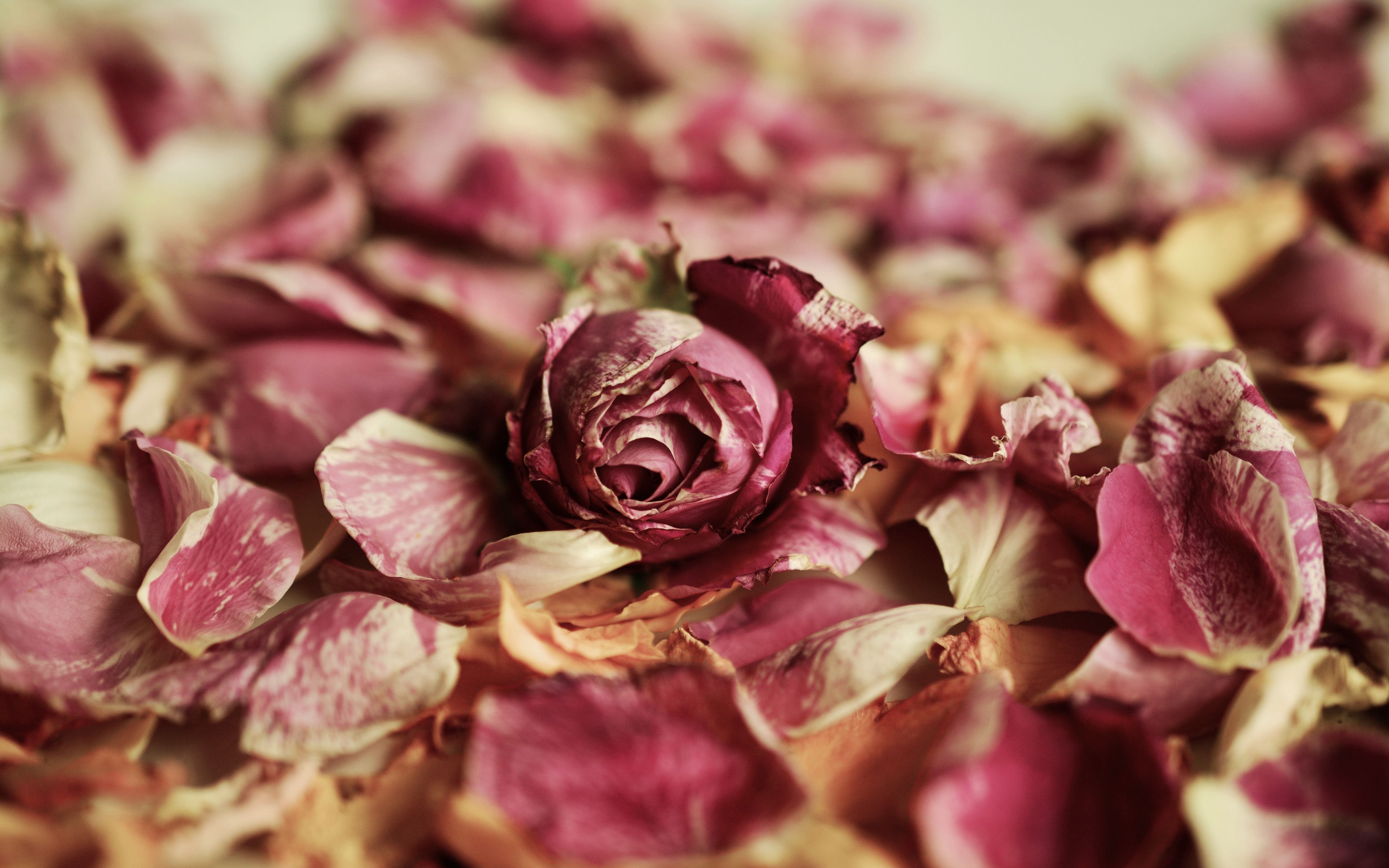 Dry Rose