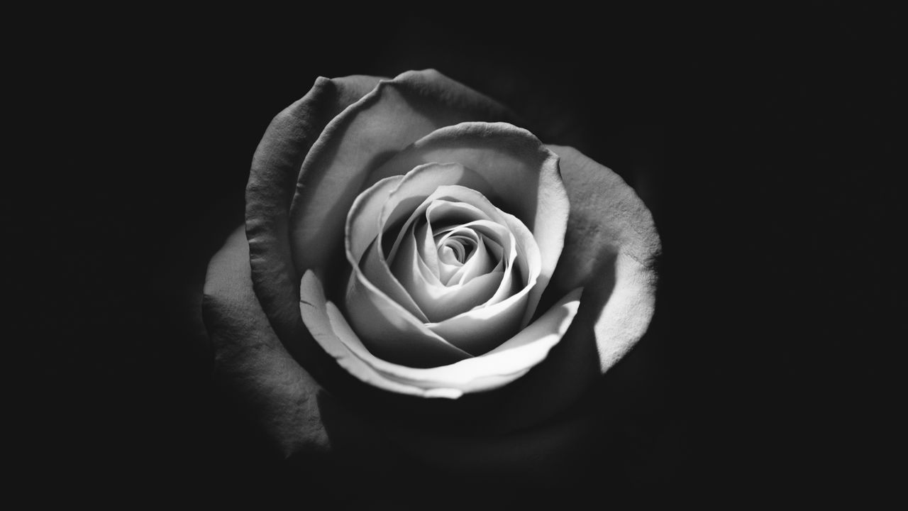 Обои роза, бутон, лепестки, черно-белый