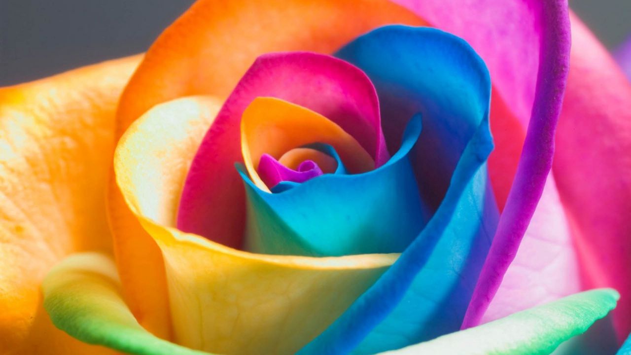 Обои роза, бутон, лепестки, разноцветный