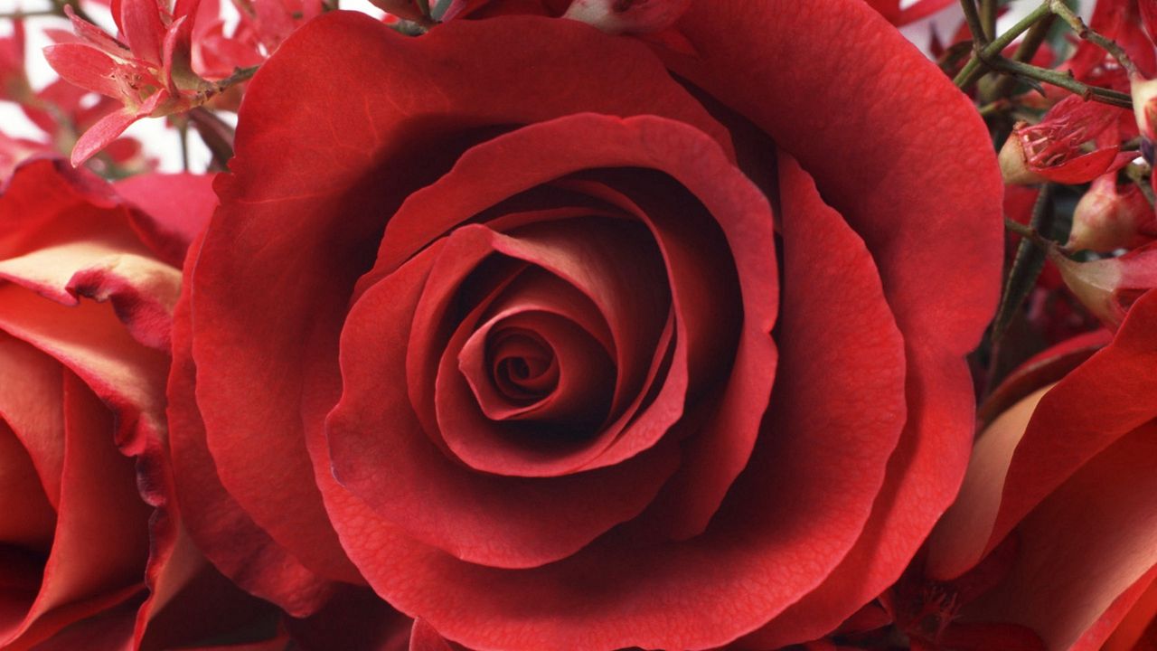 Обои роза, бутон, лепестки, красный