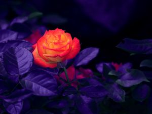 Превью обои роза, бутон, оранжевый, фиолетовый