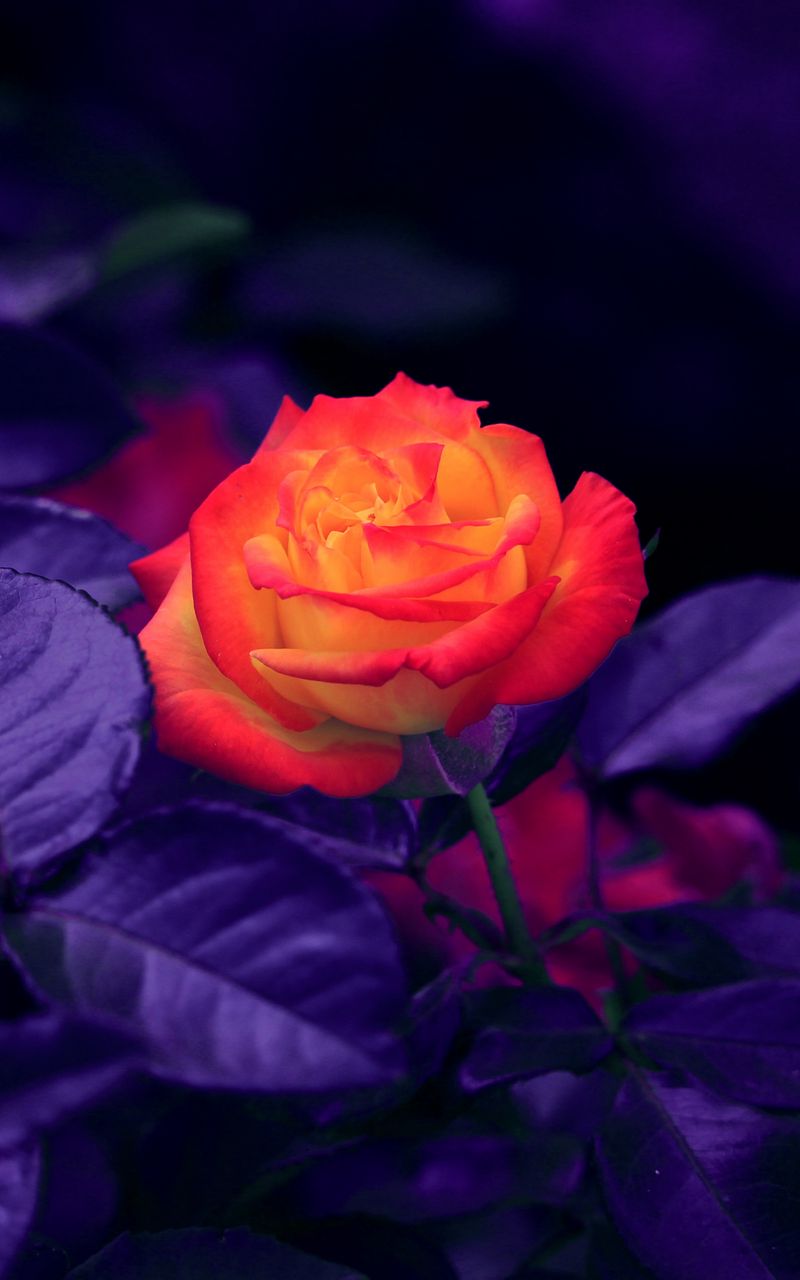 800x1280 Обои роза, бутон, оранжевый, фиолетовый