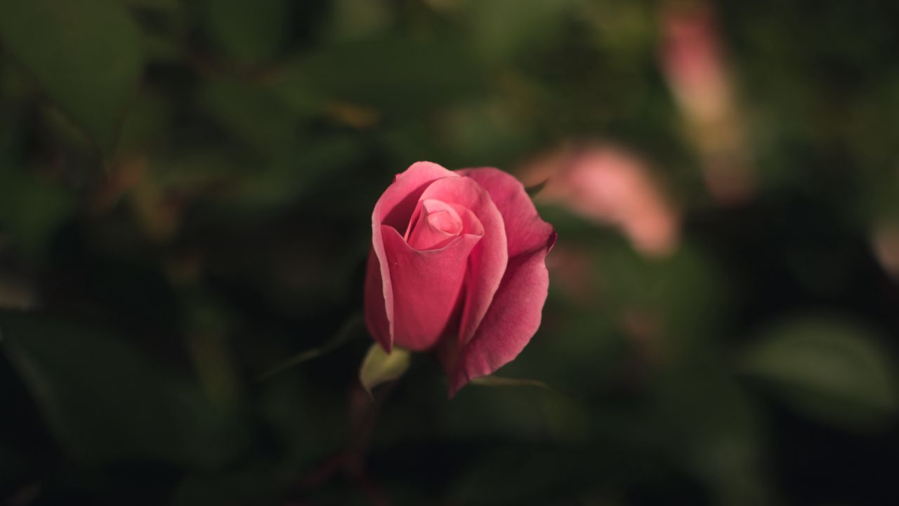 Обои роза, бутон, розовый, размытость