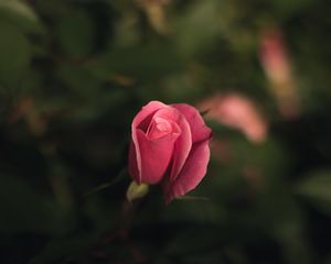 Превью обои роза, бутон, розовый, размытость