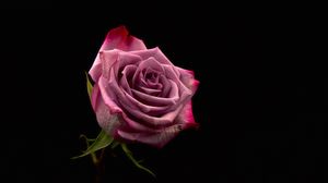 Превью обои роза, бутон, розовый, темный фон