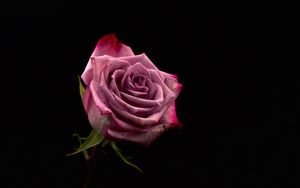 Превью обои роза, бутон, розовый, темный фон