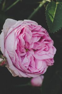 Превью обои роза, бутон, розовый, цветок, садовый, листья