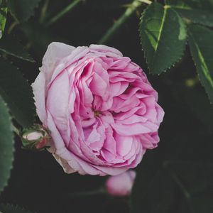 Превью обои роза, бутон, розовый, цветок, садовый, листья