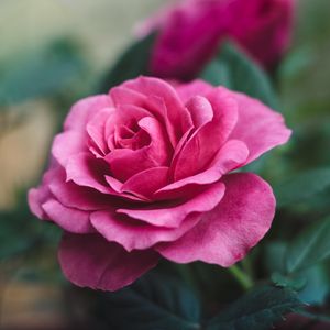 Превью обои роза, бутон, розовый, цветение, цветок, садовый