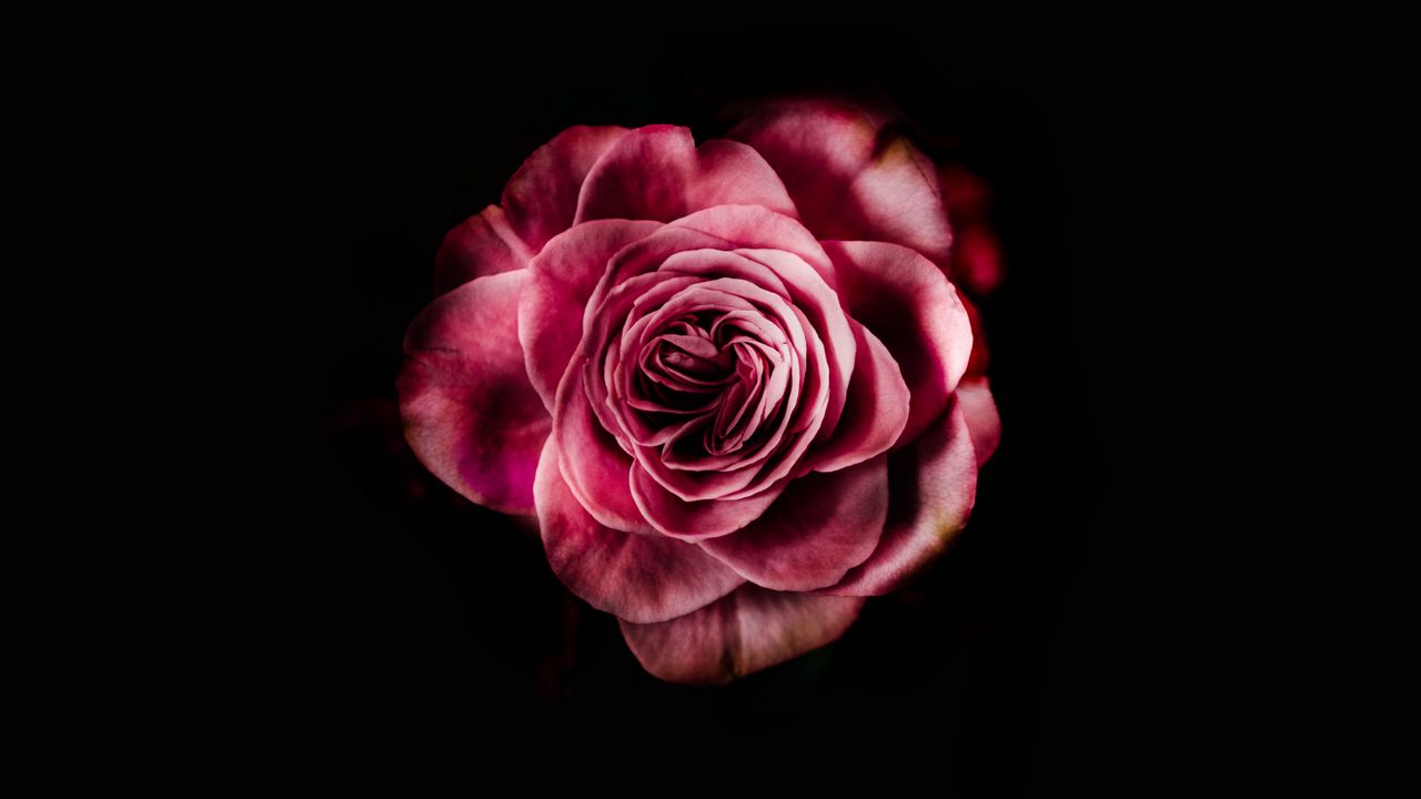 Обои роза, бутон, розовый, темный фон, лепестки, цветок, цветение