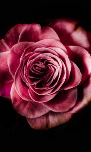 Превью обои роза, бутон, розовый, темный фон, лепестки, цветок, цветение