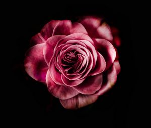 Превью обои роза, бутон, розовый, темный фон, лепестки, цветок, цветение