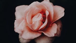 Превью обои роза, бутон, розовый, темный фон, лепестки