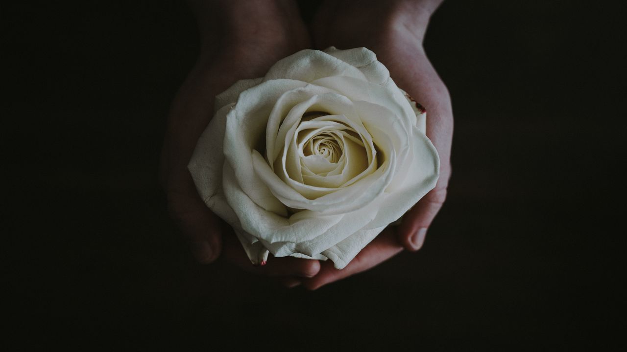 Обои роза, бутон, руки, цветок, белый
