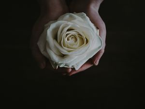 Превью обои роза, бутон, руки, цветок, белый