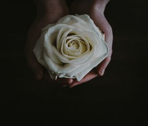 Превью обои роза, бутон, руки, цветок, белый