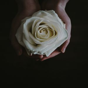 Превью обои роза, бутон, руки, цветок, белый