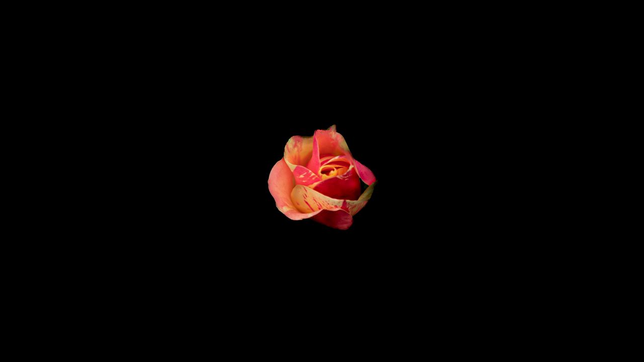 Обои роза, бутон, темнота, цветок, минимализм
