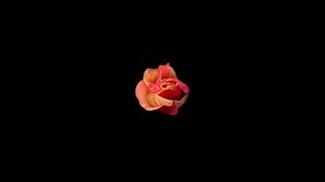 Превью обои роза, бутон, темнота, цветок, минимализм